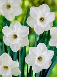 Daffodil Stainless Bluestone Perennials Daffodils Spring Bulbs Bulbs For Sale