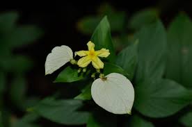 Image result for Pseudomussaenda