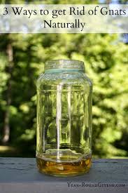 White vinegar is a natural and easy alternative to kill wasps. How To Get Rid Of Wasps With Vinegar Arxiusarquitectura