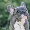 Pug puppies, like all puppies have bursts of energy in between lots of sleeping which puppies need to recuperate and grow. 1