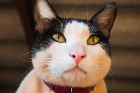 584 Mixed Tabby White Face Cat Stock Photos