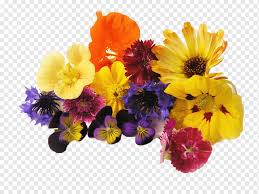 We did not find results for: Edible Flower Lavender Petal Floral Scent Flower Food Orange Grocery Store Png Pngwing