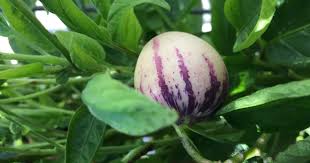 Image result for Solanum muricatum