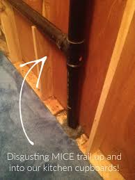 Maybe you would like to learn more about one of these? How To Get Rid Of Mice A Rodent Proofing Guide Frugal Family Times