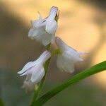 Image result for Polystachya hastata