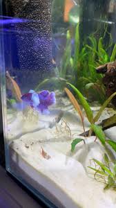 Betta Fish Finally Got My Dream Betta Today Dumbo Ear Placket He Is Just Gorgeous And Full Of Energy In 2020 Betta Fish Dumbo Ears Betta