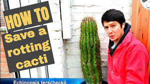 In the wild, cactus often seem to cure themselves, compartmentalizing around the wound with callus tissue to keep it from spreading. How To Save A Rotting Cacti Youtube