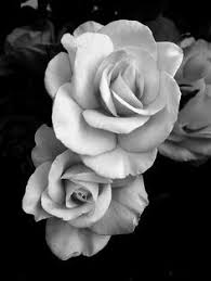 Black And White Roses Tumblr Wallpaper Google Search Black And White Roses Flowers Pretty Flowers