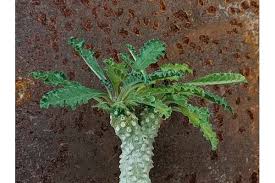 Image result for Dorstenia schliebenii