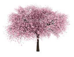 20 Tree Png Images Free Cutouts For Architecture Landscape Interior Renderings Tree Photoshop Cherry Blossom Tree Blossom Trees