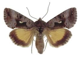 Image result for Syngrapha microgamma