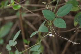 Image result for Desmodium scorpiurus