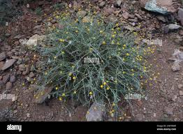 Image result for Pentzia incana