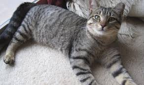 Brown dogs are reserved and quiet. 10 Things You Didn T Know About The Grey Tabby Cat