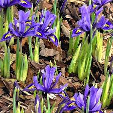 Garten im frühling mit allen wunderschönen frühlingsblumen. Garten Im Fruhjahr Die Wichtigsten Arbeiten Ndr De Ratgeber Garten