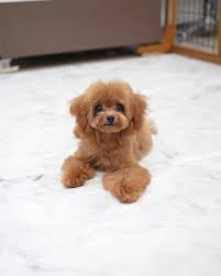 Our Puppy, Wiley (Toy poodle)