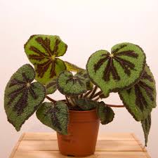 Image result for Begonia meyeri-johannis
