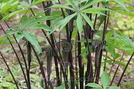 Image result for Arisaema mildbraedii
