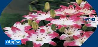 انواع الزهور بالصور والاسماء
