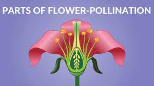 Includes labelled colouring pages, whole plants to label as well as worksheets to. Parts Of Flower Pollination Video Video For Kids Youtube