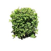 Download Cranberry Free Png Photo Images And Clipart Freepngimg 212 free images of cranberries. download cranberry free png photo