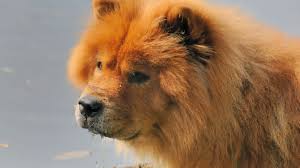 Pictures of chow chow dogs. 11 Fluffy Facts About Chow Chows Mental Floss