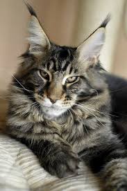 Welcome to the breeder listing of maine coon cats r us. About Maine Coon Cats Maine Coon Kittens For Sale European Maine Coon Breeder Near Me Buy Huge Maine Coon Cat Giant Maine Coon Breeder Vasilis Maine Coon Cats