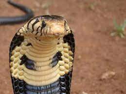 Naja Melanoleuca Forest Cobra Reptiles And Amphibians Snake Snake Venom