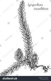 Image result for Lycopodium