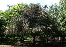 Image result for Euphorbia lividiflora