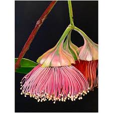 Alatissima Has N The Sunshine By Hayley Kruger Paintings For Sale Bluethumb Online Art Gallery In 2020 Floral Art Art Quilts Art Lessons