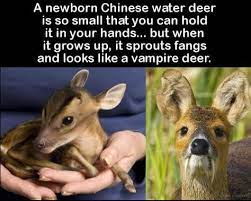 We did not find results for: The Chinese Water Deer Is Tiny When It S Born But Becomes A Huge Animal With Vampire Like Fangs When Grown Up 9gag