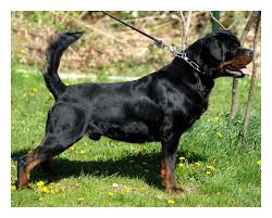 want to make your skinny rottweiler gain weight heres what