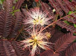 Hardy to usda zone 6 found in 1990 as a seedling in a planting of albizia julibrissin in kawaguchi city, japan by dr. Baumschule Eggert Blutenstraucher Baumschulen Heckenpflanzen Albizia Julibrissin Summer Chocolate Seidenbaum Summer Chocolate Mimosaceae Slaapboom Silkestrad