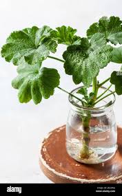 Image result for cuttings of geraniums