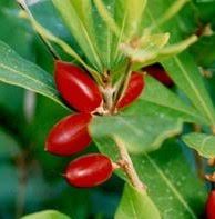 Image result for Pentadiplandra brazzeana