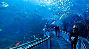 Dubai Aquarium | See the piece of Ocean at Dubai Mall Aquarium