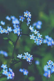 Bunga aster kayu biru (symphytrichum cordifolium). Phoneky Wallpaper Bunga Biru Hd