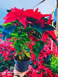 Buenos días Va de nuevo ,quien más va querer plantas frutales o noche  buenas ‼️‼️‼️ Disponibles naranja , mandarina , durazno , cereza y limón  ‼️‼️‼️‼️ 📌🌳🌱🪴