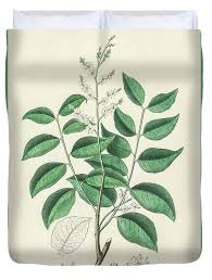 Image result for Copaifera