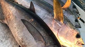 Popular Blackfin Tuna Catches Will Probably Soon Receive