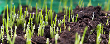 Biology Of Grass Seed Germination Steps Of Seed Germination