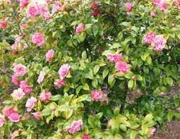 How To Grow Camellia