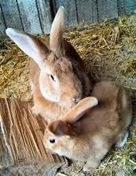 The american rabbit breed association sets the minimum flemish giant rabbit size at 14 pounds for females and 13 pounds for males. Flemish Giant Rabbits