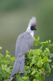 Identification Small Birds Of South Africa Pin By Brenda Edinger On Birds In 2020 South African Birds Nature Birds Beautiful Birds