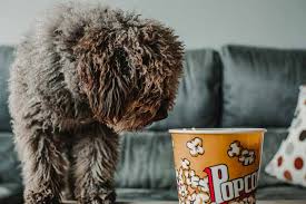 Too much of any fatty food in a dog's diet can potentially result in a very dangerous illness called pancreatitis. Https Www Petfriendlyhouse Com Can Dogs Eat Popcorn Can Dogs Eat Pet Friendly House Dogs