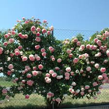 Varietà a fiore semplice o a fiore doppio, anche note come 'rose senza spine', sono adatte per vasi monocolore, ma anche perfette in composizioni e bouquet . Rosa Rampicante Pierre De Ronsard Meiviolin Rosai Rampicanti Meilland