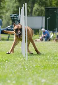 Agility Parcour Diy Hundeparcour Selber Bauen Slalomstangen Erstellen Spielen Trainieren Hund Durchschlangeln Dog Agility Agility Parcour Hundeschule