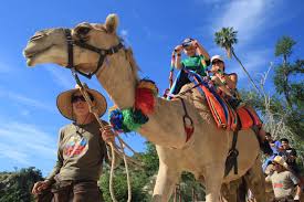 In view of this, the meaning of the phrase like the camel getting his nose under the tent is rather distinct from poking and prying. Camel Quest Cabopromotions Com