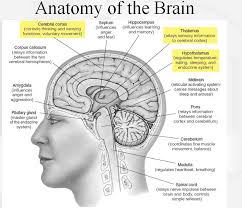 Great Graphic Of Brain Anatomy Brain Anatomy Medical Knowledge Psychology
